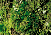 Grünes Besenmoos (Dicranum viride)