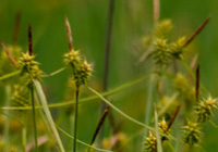 Gelb-Segge(Carex flava)