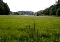 Streuwiese am Griessee
