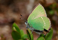Grüner Zipfelfalter (Callophris rubi)