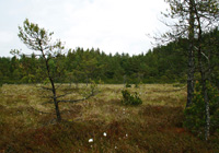 Habitat des Hochmoorbläulings