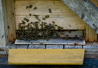 Emsige Bienen am Bienenhaus