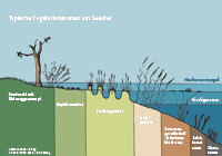 Typische Vegetationszonen am Seeufer