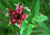 Sumpfblutauge (Potentilla palustris)